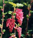 Red Flowering Currant