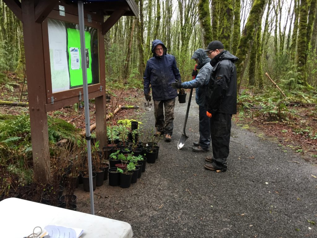 March 18, 2017 - Planting and ivy removal