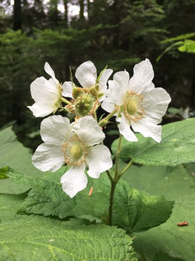 Thimbleberry, Rubus parviflorus