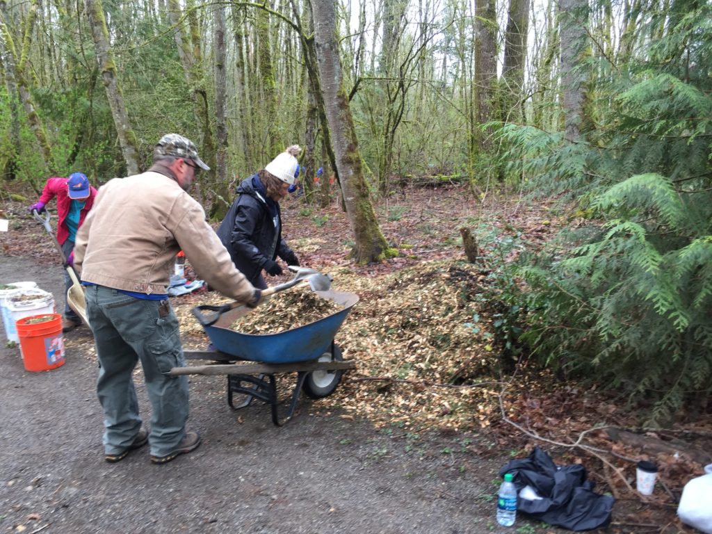 Mulching ferns - March 23, 2019