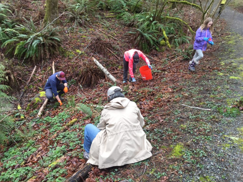 Mulching ferns - March 23, 2019