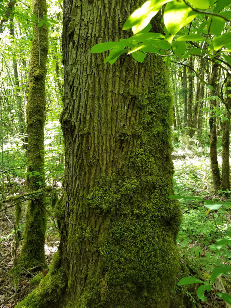 Bigleaf Maple 