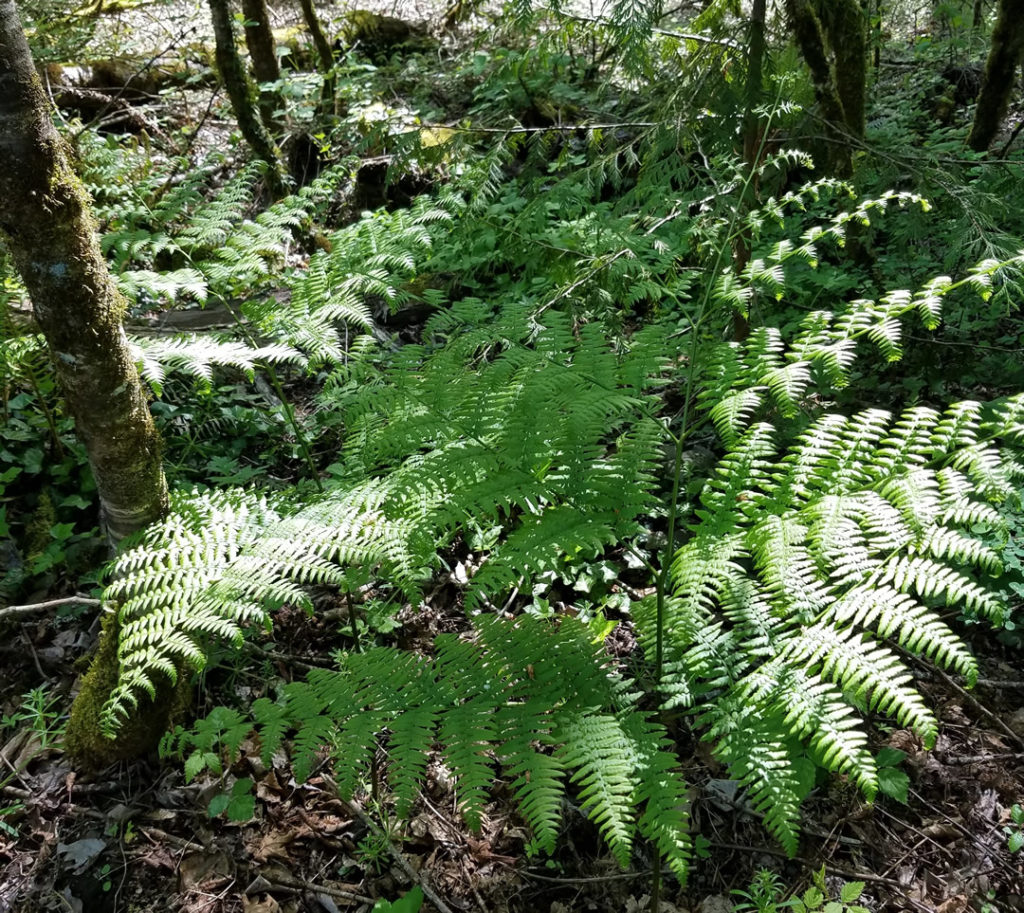 Bracken Fern