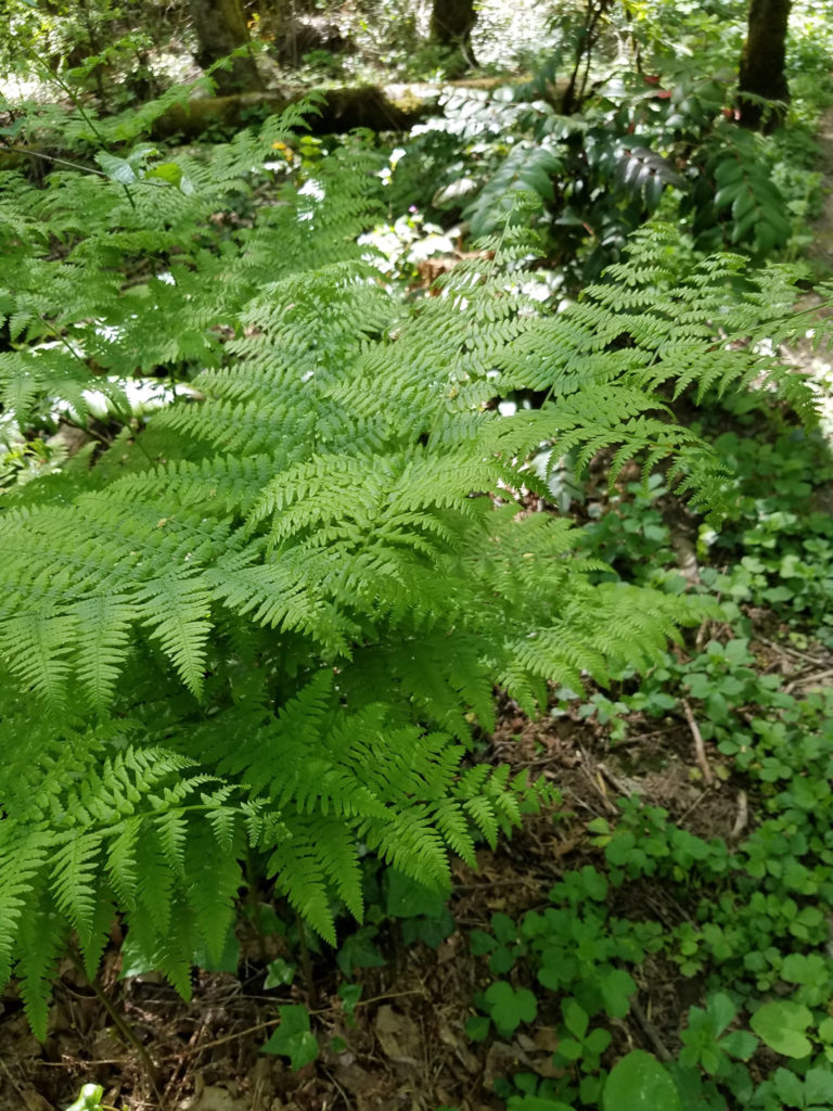 Bracken Fern