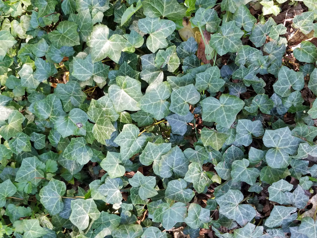 English Ivy  Yale Nature Walk