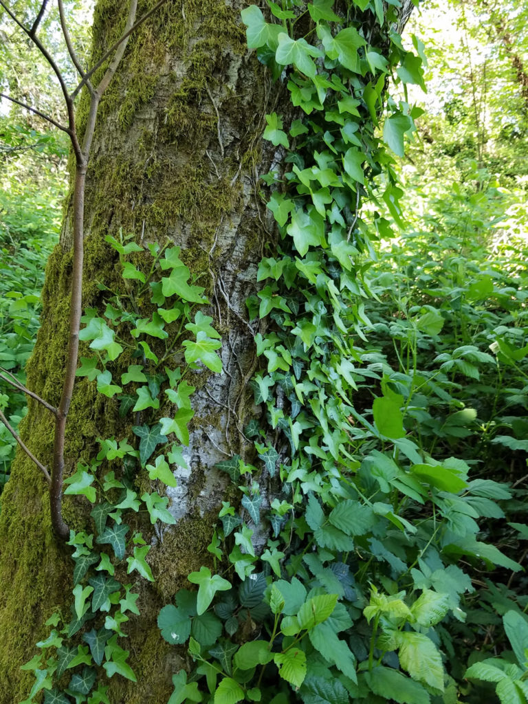 English Ivy 