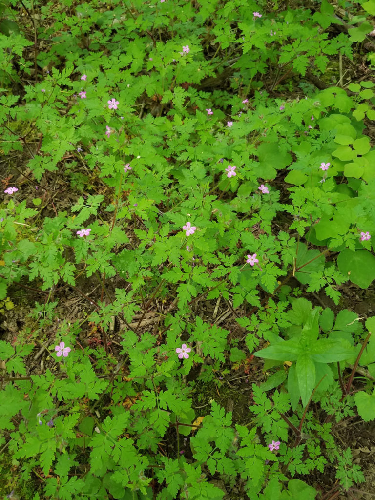 Herb Robert