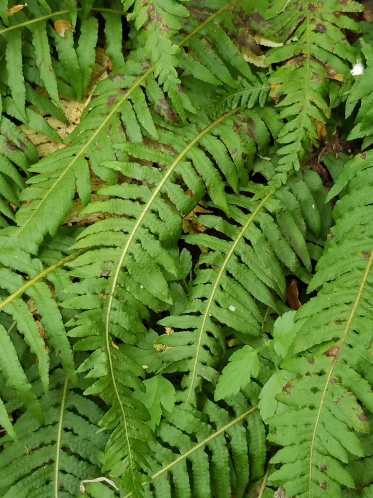 Licorice Fern