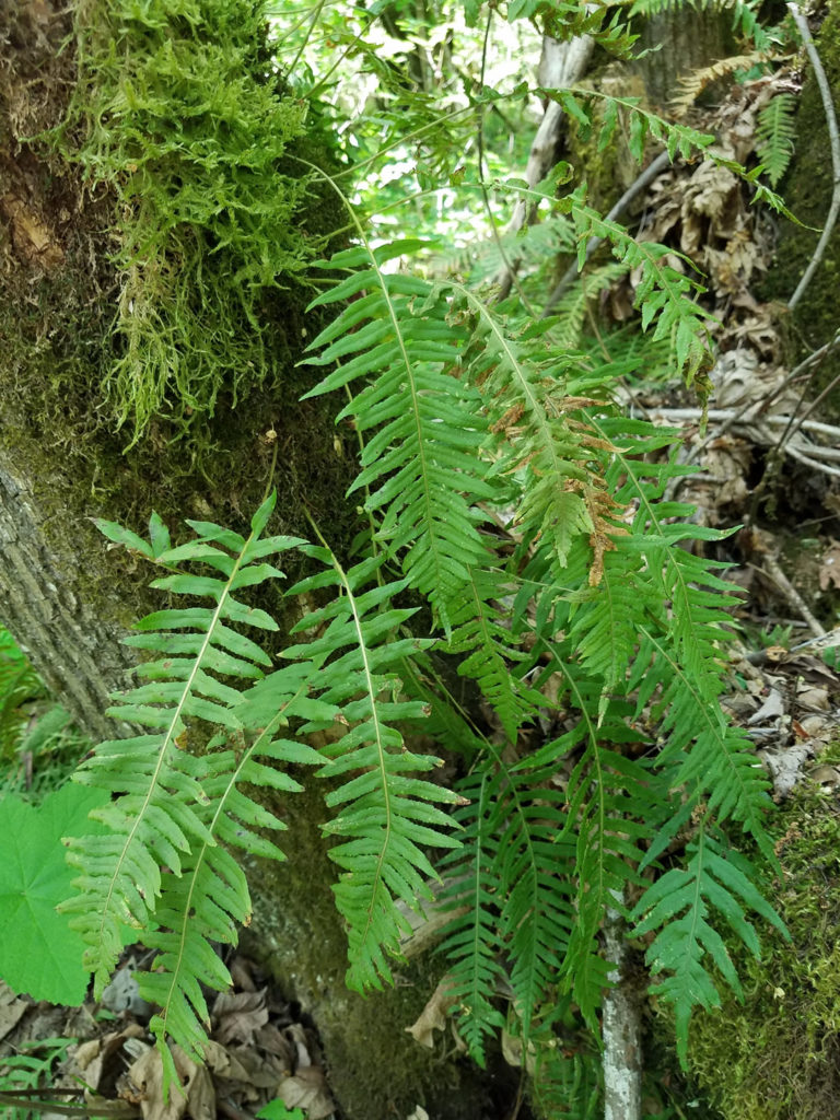 Licorice Fern