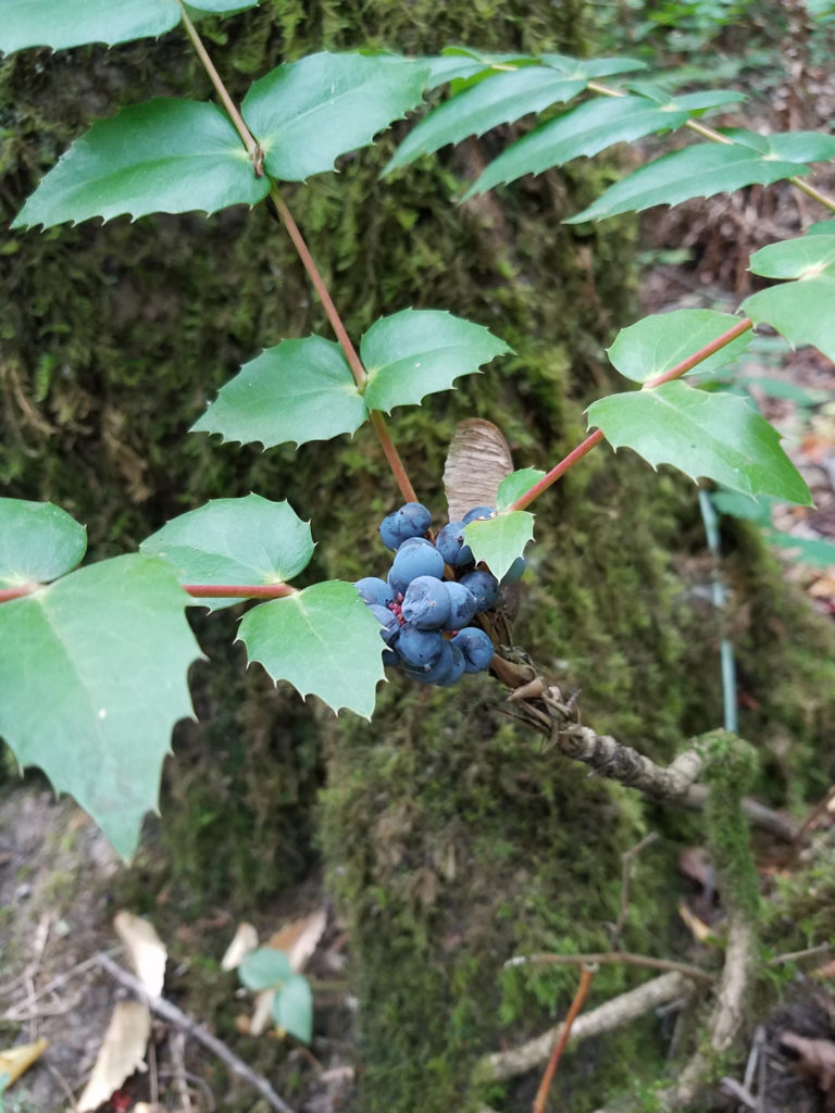Low Oregon Grape