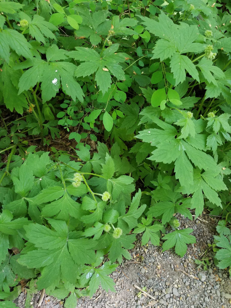 Pacific Waterleaf