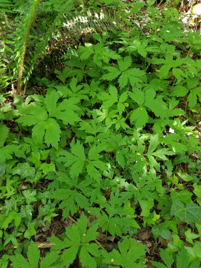 Pacific Waterleaf