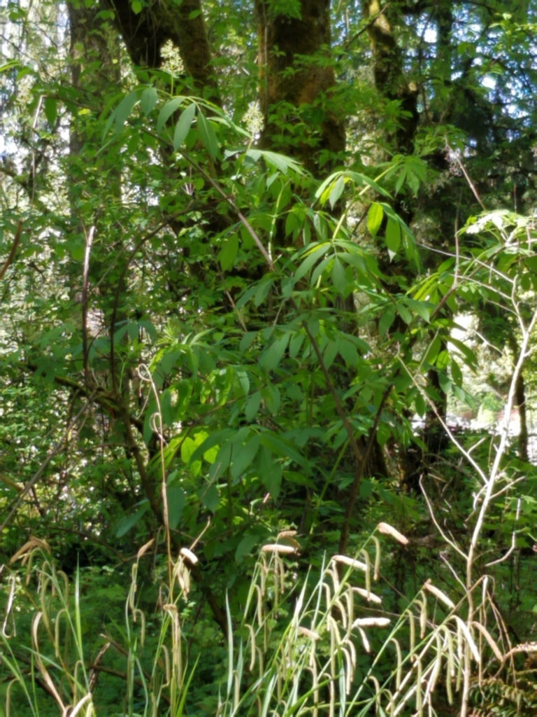 Red Elderberry