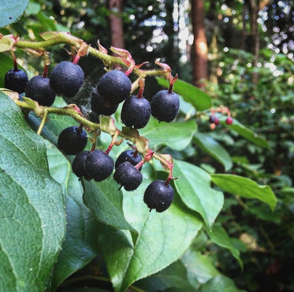 Salal with berries