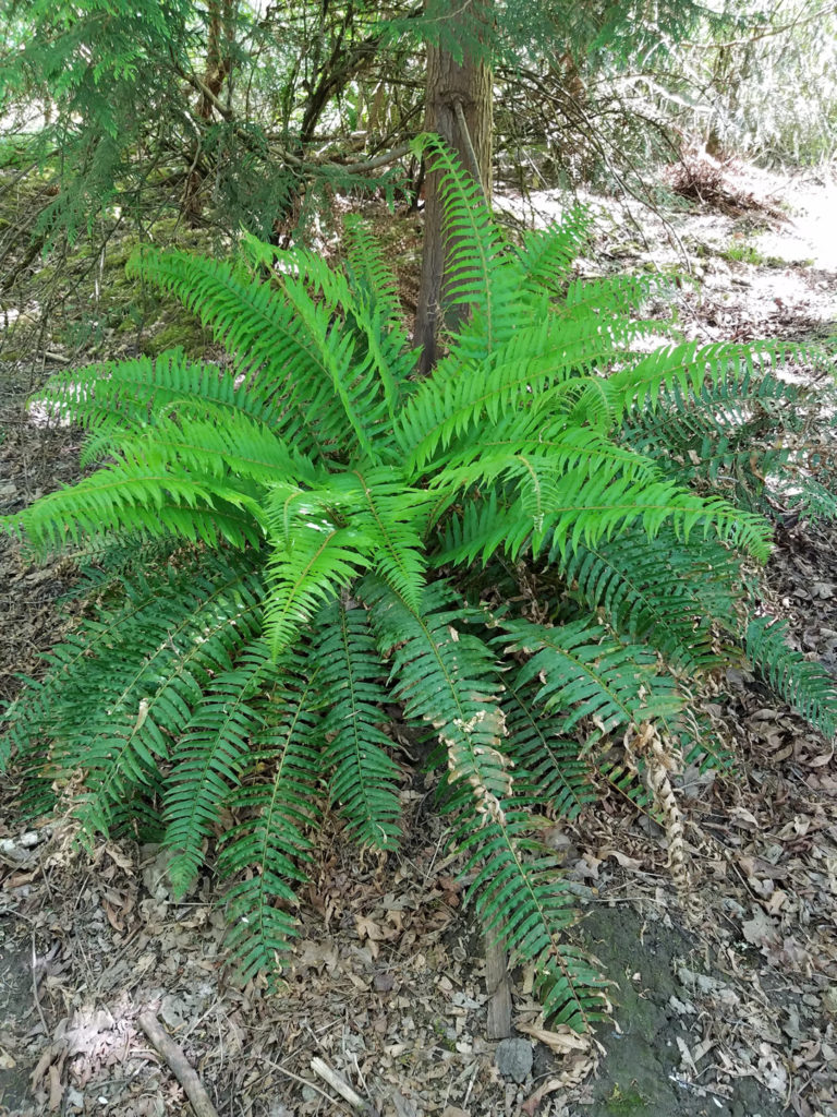 Sword Fern