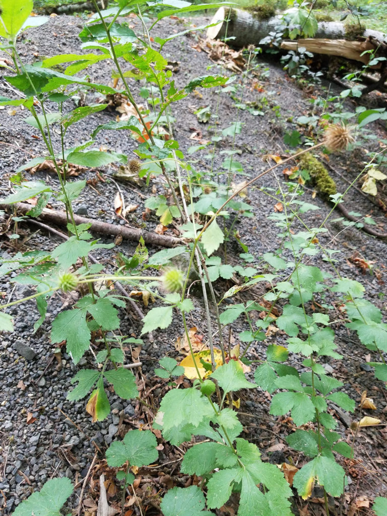 Geum, Avens