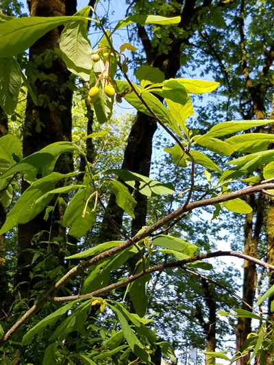 Indian Plum