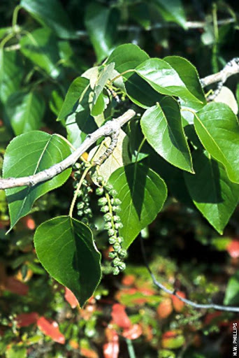 Black Cottonwood