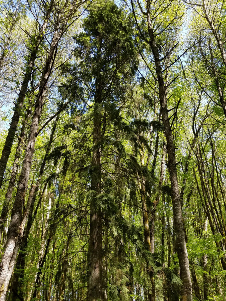 Western Hemlock