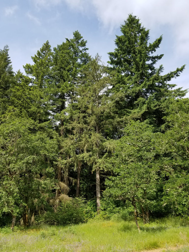 Western Hemlock