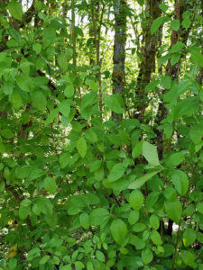 Red Osier Dogwood