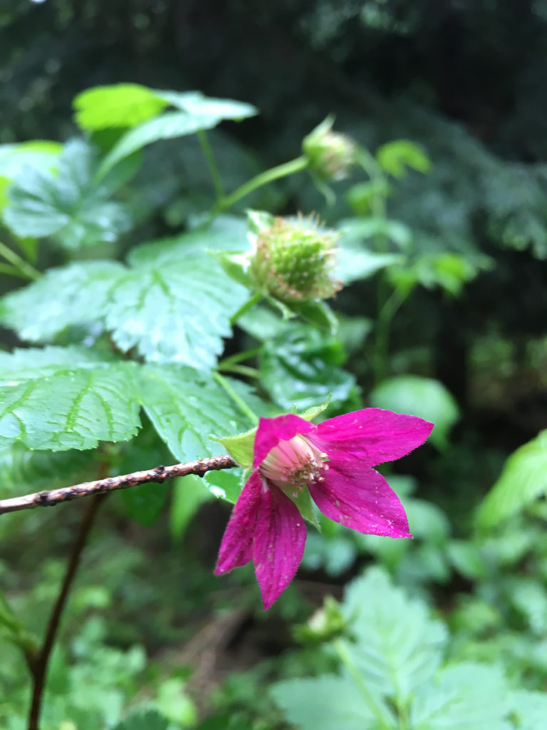 Salmonberry