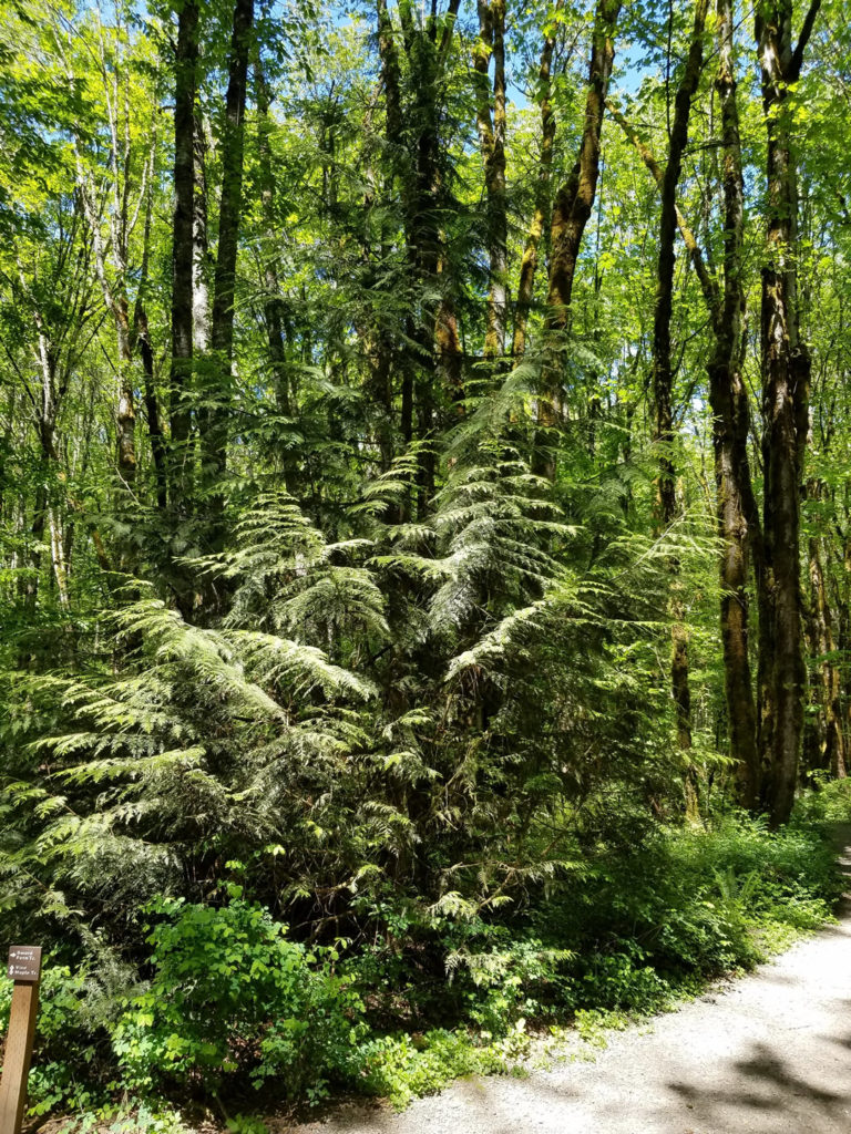 Western Red Cedar