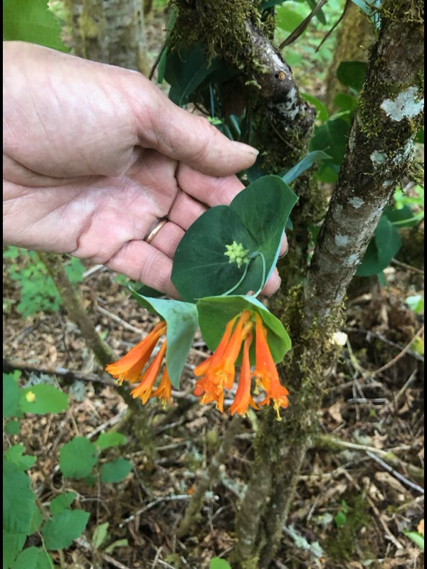 Native Honeysuckle