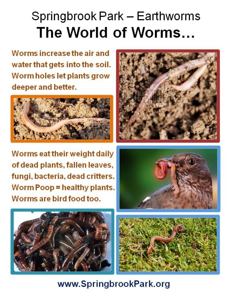 Worms are great!